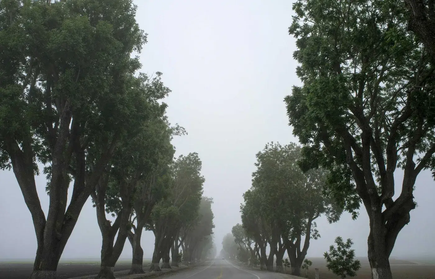 A misty tree-lined avenue in early morning light