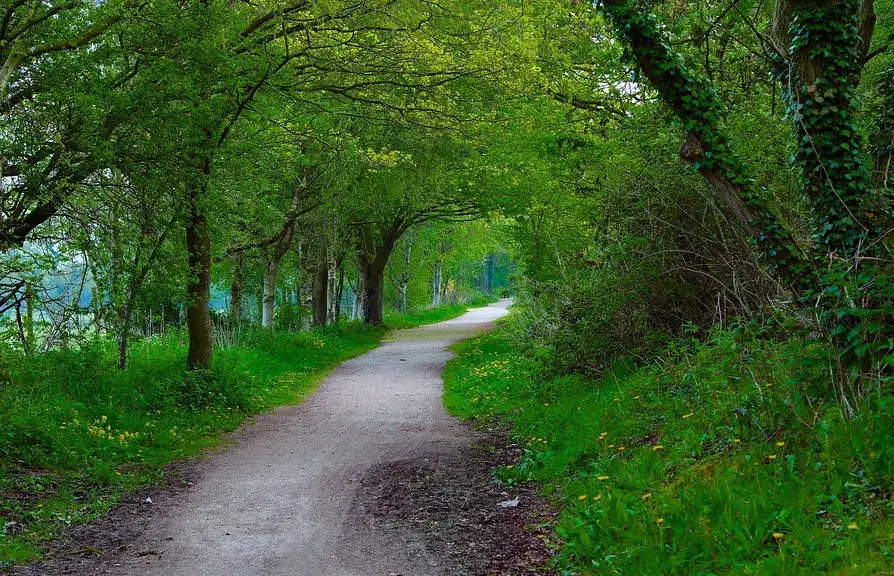 A path through woodland